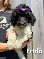 Frida - AKC, a female Poodle - Standard  for sale in Columbia City, IN – 1 of 10