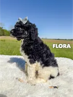 Flora - AKC Tri Parti, a female Poodle - Standard  for sale in Columbia City, IN – 4 of 9