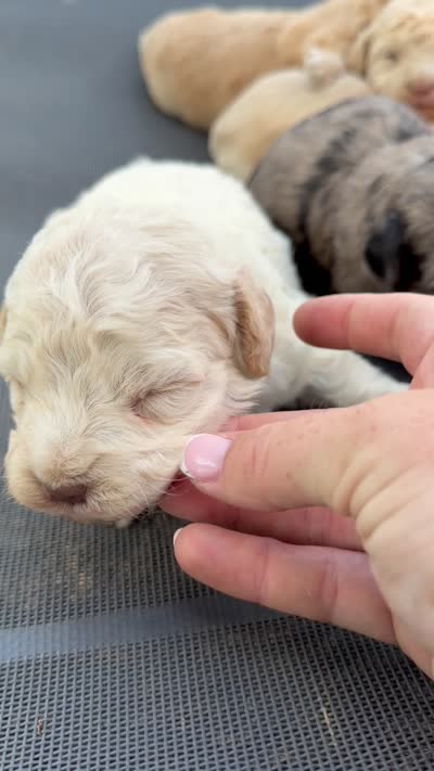 Stone - Micro Mini F1b, a male Miniature Aussiedoodle for sale in Columbia City, IN – 7 of 8