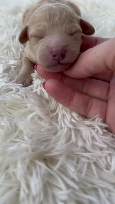 Saber - Micro Mini F1b, a male Miniature Aussiedoodle for sale in Columbia City, IN – 3 of 4