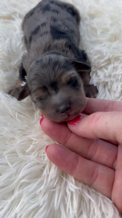Stryker - Micro Mini F1b, a male Miniature Aussiedoodle for sale in Columbia City, IN – 3 of 4