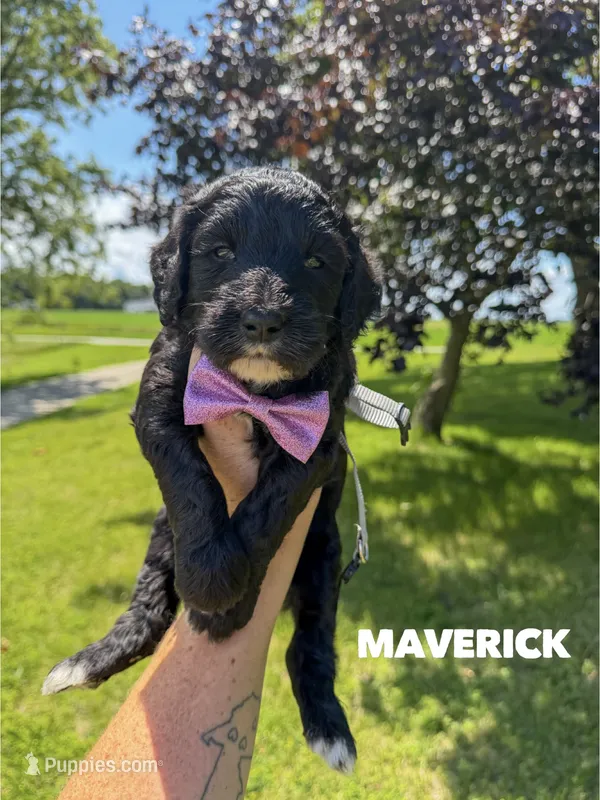 Maverick - F1b – Goldendoodle puppy for sale in Columbia City, IN