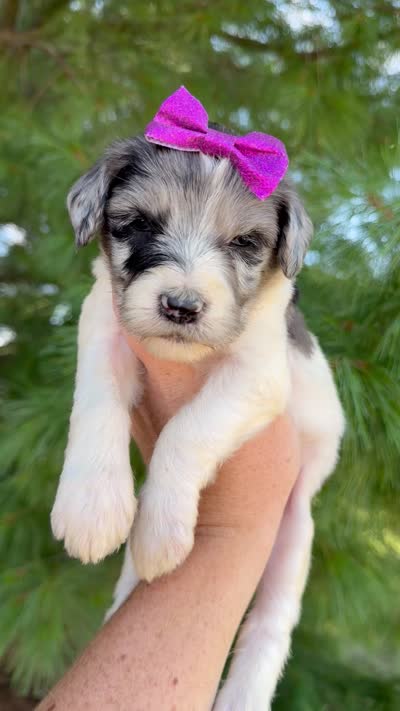 Mayhem - Standard F1b, a female Goldendoodle for sale in Columbia City, IN – 3 of 3