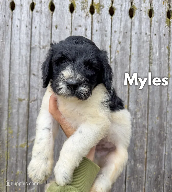 Myles - Standard F1b – Goldendoodle puppy for sale in Columbia City, IN