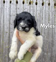 Myles - Standard F1b, a male Goldendoodle for sale in Columbia City, IN – 4 of 7