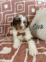 Covu - Standard F1, a male Aussiedoodle for sale in Columbia City, IN – Photo 1 of 5