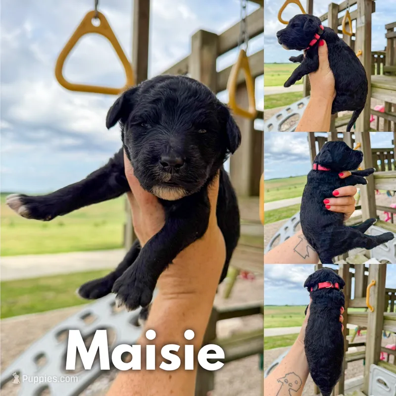 Maisie - F1b – Goldendoodle puppy for sale in Columbia City, IN