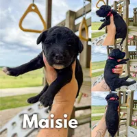 Maisie - F1b, a female Goldendoodle for sale in Columbia City, IN – 1 of 4
