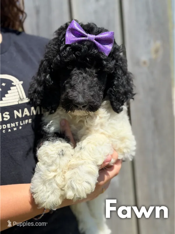 Fawn - AKC – Poodle - Standard  puppy for sale in Columbia City, IN