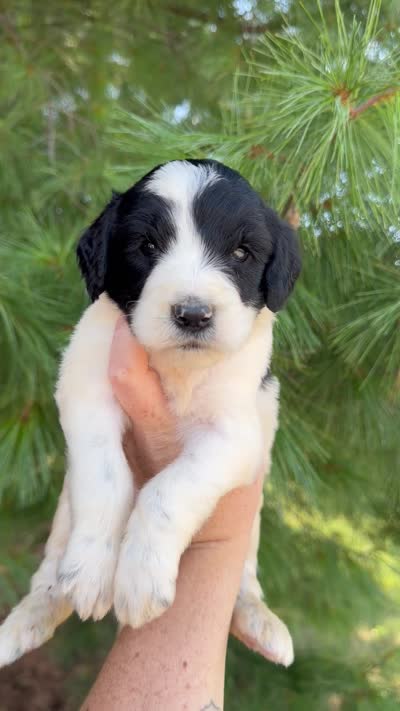Maybach - Standard F1b, a male Goldendoodle for sale in Columbia City, IN – 3 of 3