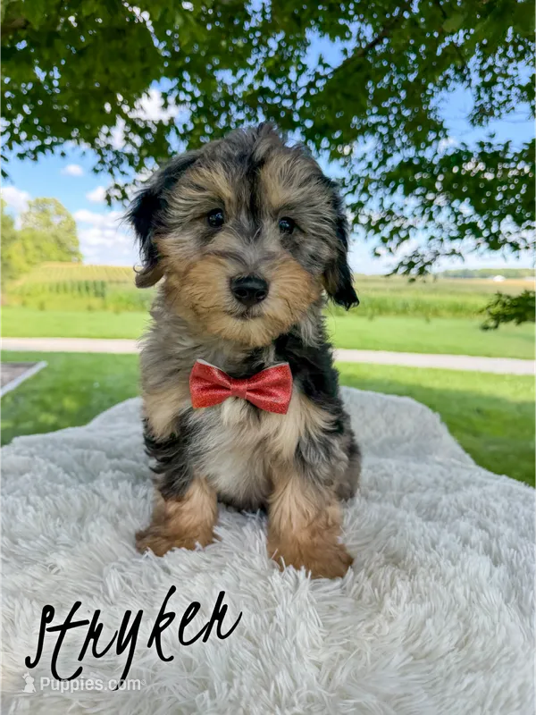 Stryker - Micro Mini F1b – Miniature Aussiedoodle puppy for sale in Columbia City, IN