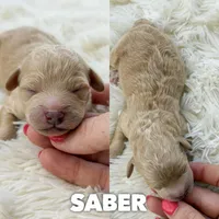 Saber - Micro Mini F1b, a male Miniature Aussiedoodle for sale in Columbia City, IN – 1 of 4
