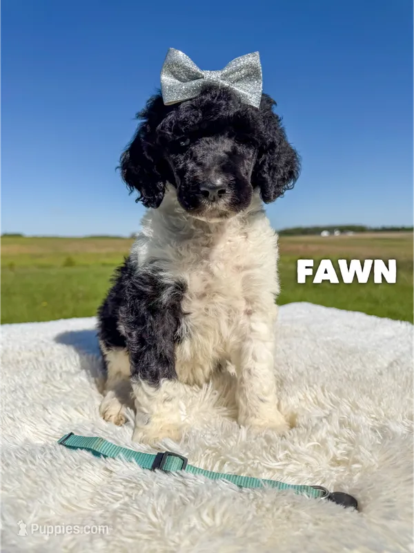 Fawn - AKC – Poodle - Standard  puppy for sale in Columbia City, IN