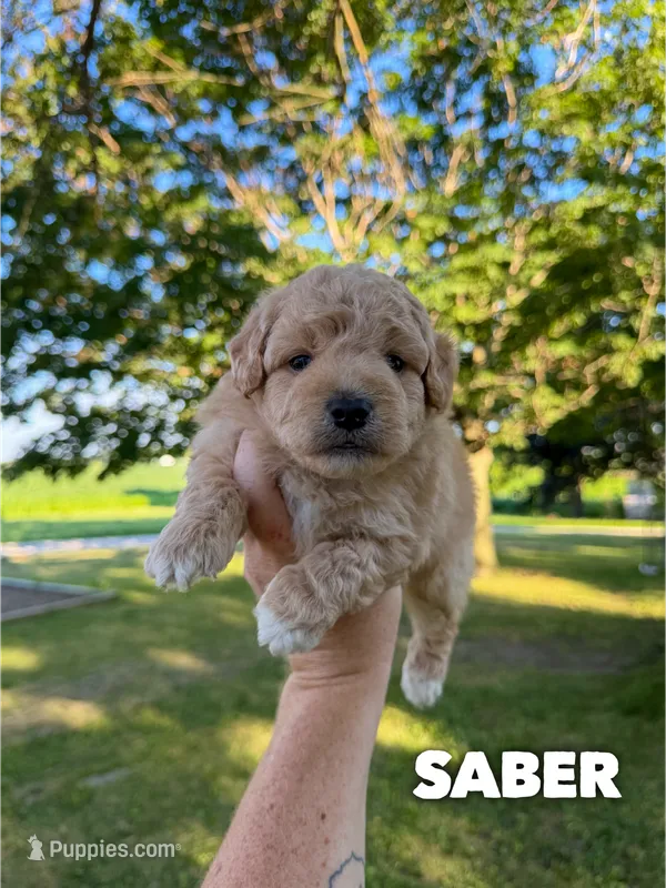 Saber - Micro Mini F1b – Miniature Aussiedoodle puppy for sale in Columbia City, IN
