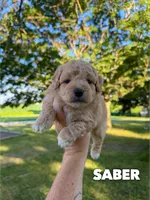 Saber - Micro Mini F1b, a male Miniature Aussiedoodle for sale in Columbia City, IN – 1 of 8