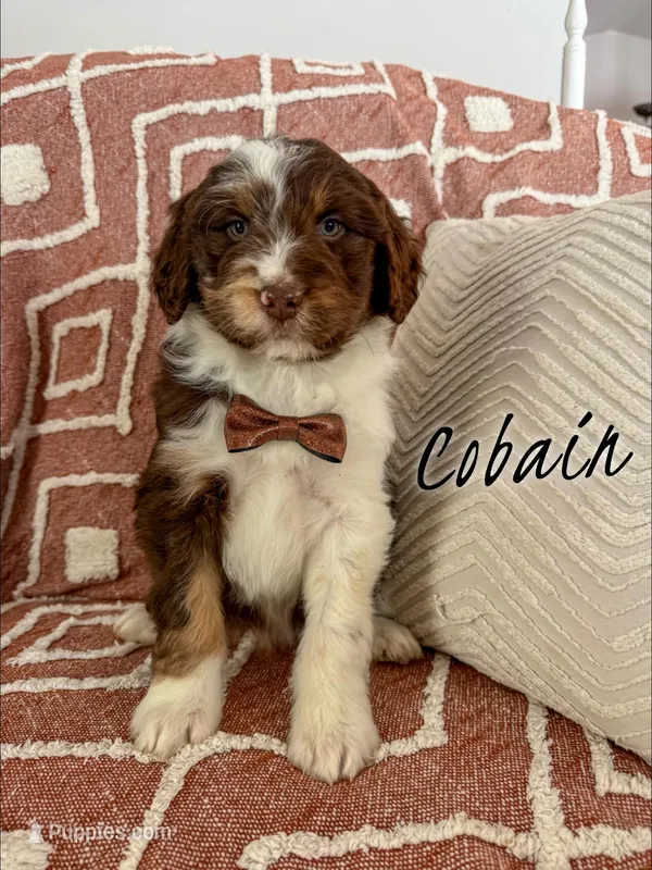 Cobain - Standard F1