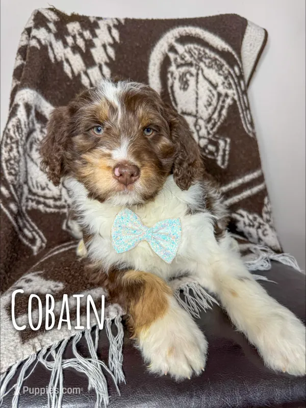 Cobain - Standard F1