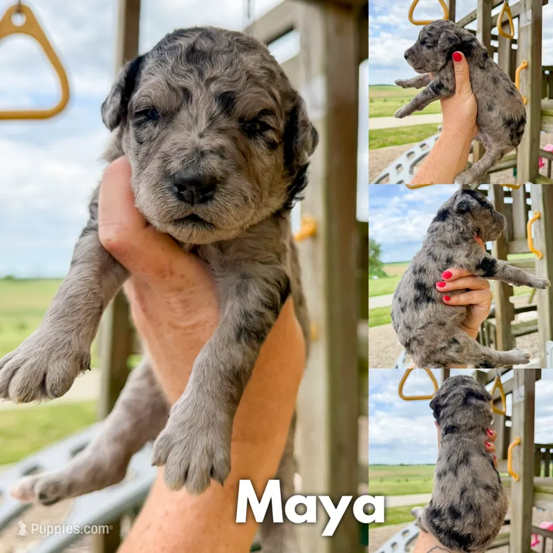 Maya - F1b – Goldendoodle puppy for sale in Columbia City, IN