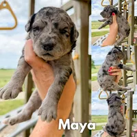 Maya - F1b, a female Goldendoodle for sale in Columbia City, IN – 1 of 3
