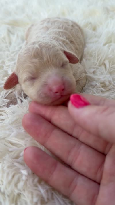 Sugar - Micro Mini F1b, a female Miniature Aussiedoodle for sale in Columbia City, IN – 3 of 5