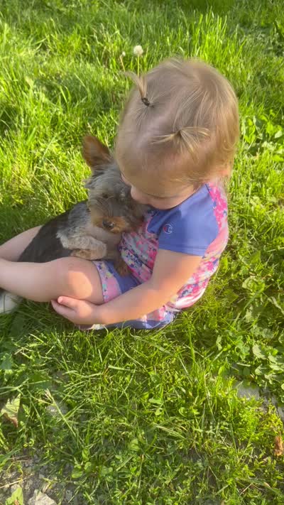 AKC Teacup Junie , a female Yorkshire Terrier for sale in Columbia City, IN – 4 of 4