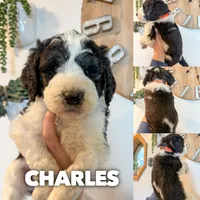 Charles - Standard F1b, a male Saint Berdoodle for sale in Columbia City, IN – Photo 1 of 3
