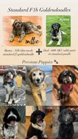Matilda - Standard F1b, a female Goldendoodle for sale in Columbia City, IN – 2 of 3