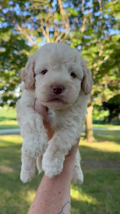 Stone - Micro Mini F1b, a male Miniature Aussiedoodle for sale in Columbia City, IN – 8 of 8