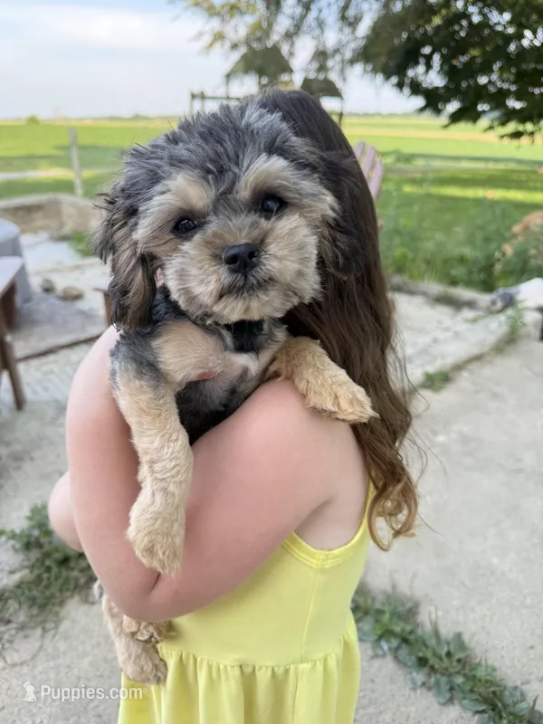 Carlita – Poodle - Toy , Brussels Griffon puppy for sale in Columbia City, IN