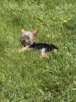 AKC Teacup Junie , a female Yorkshire Terrier for sale in Columbia City, IN – 3 of 4