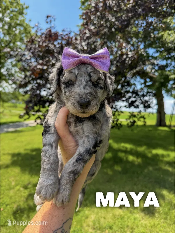 Maya - F1b – Goldendoodle puppy for sale in Columbia City, IN