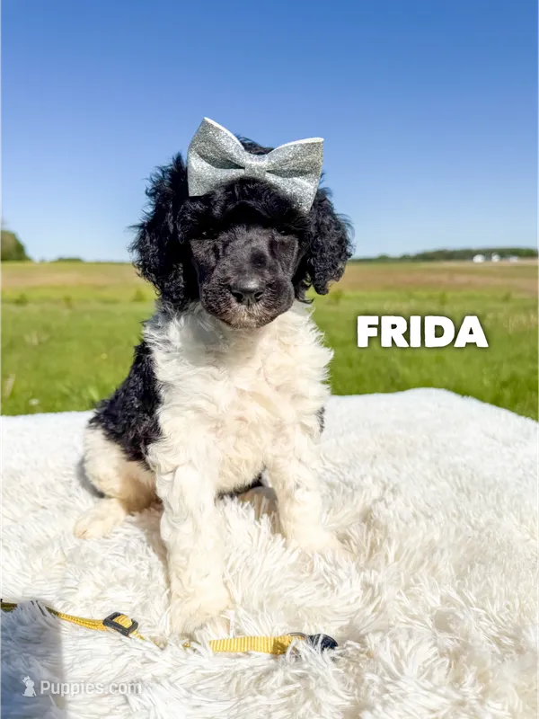 Frida - AKC – Poodle - Standard  puppy for sale in Columbia City, IN