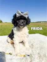 Frida - AKC, a female Poodle - Standard  for sale in Columbia City, IN – 3 of 10