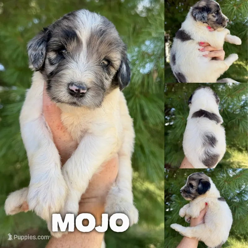 Mojo - Standard F1b – Goldendoodle puppy for sale in Columbia City, IN