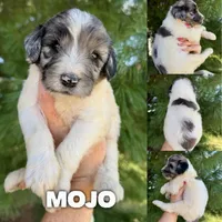 Mojo - Standard F1b, a male Goldendoodle for sale in Columbia City, IN – 1 of 3