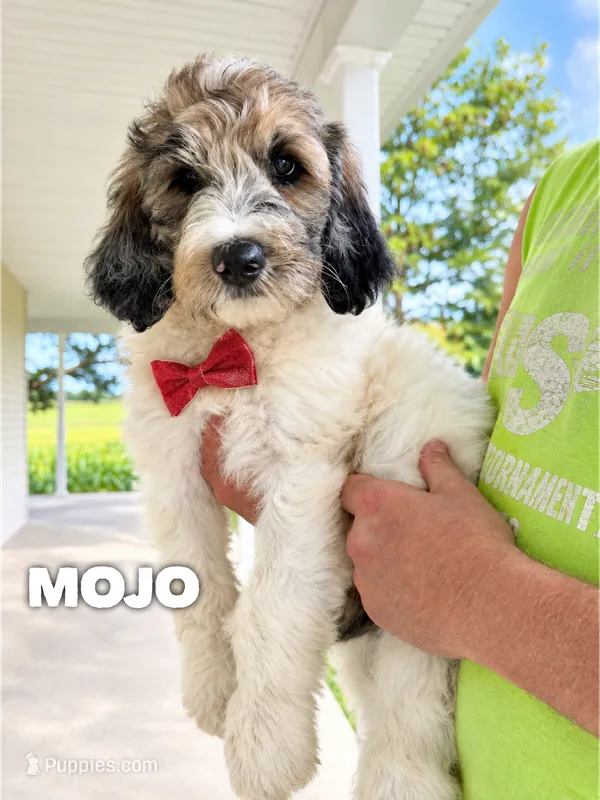Mojo - Standard F1b – Goldendoodle puppy for sale in Columbia City, IN