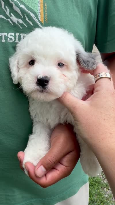 Calvin - F1b, a male Cavapoo for sale in Columbia City, IN – 3 of 3