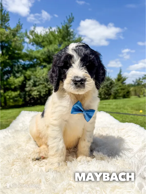 Maybach - Standard F1b – Goldendoodle puppy for sale in Columbia City, IN