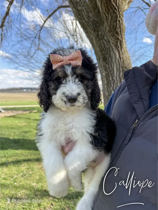 Calliope - Standard F1b – Saint Berdoodle puppy for sale in Columbia City, IN