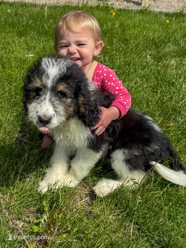 Calliope - Standard F1b – Saint Berdoodle puppy for sale in Columbia City, IN