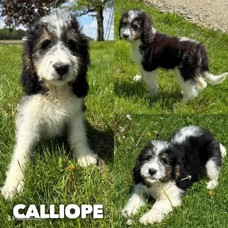 Calliope - Standard F1b – Saint Berdoodle puppy for sale in Columbia City, IN
