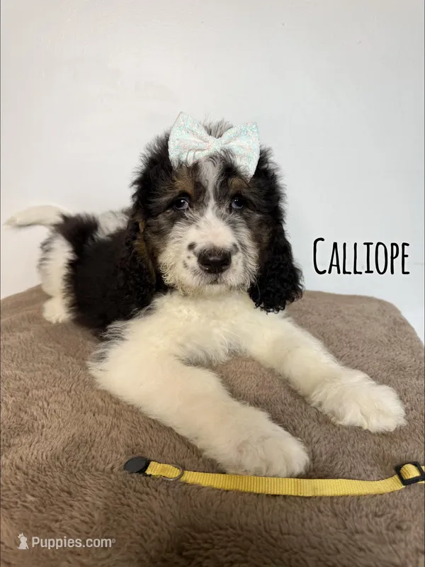 Calliope - Standard F1b – Saint Berdoodle puppy for sale in Columbia City, IN