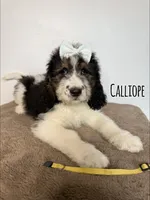 Calliope - Standard F1b, a female Saint Berdoodle for sale in Columbia City, IN – Photo 1 of 6