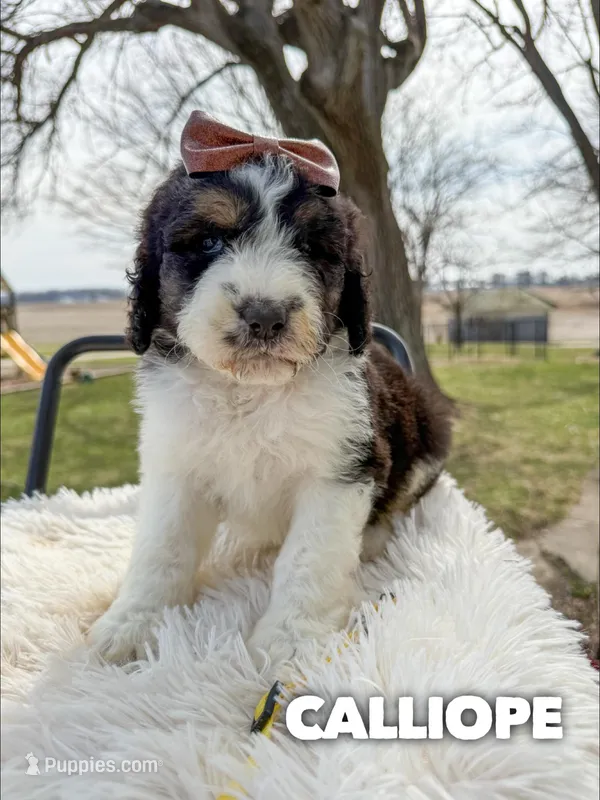 Calliope - Standard F1b – Saint Berdoodle puppy for sale in Columbia City, IN