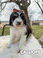 Calliope - Standard F1b, a female Saint Berdoodle for sale in Columbia City, IN – Photo 3 of 6