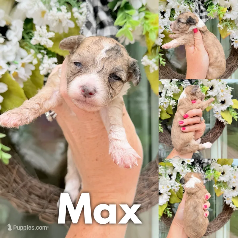 Max – Chinese Crested, Poodle - Toy  puppy for sale in Columbia City, IN