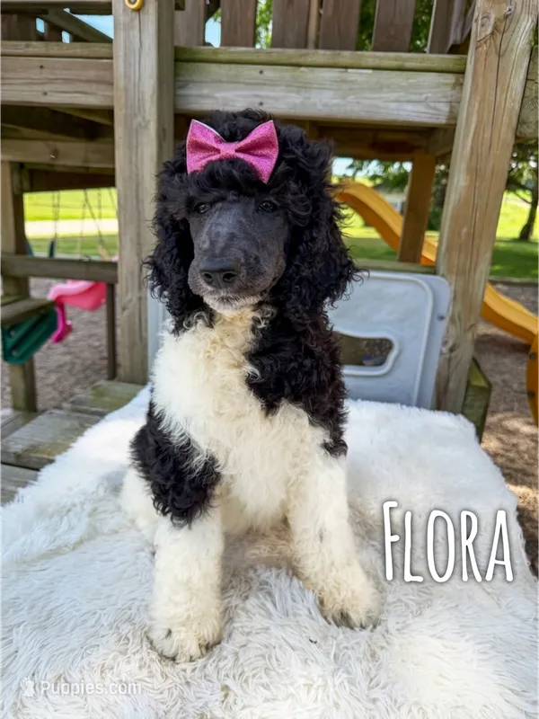 Flora - AKC Tri Parti – Poodle - Standard  puppy for sale in Columbia City, IN