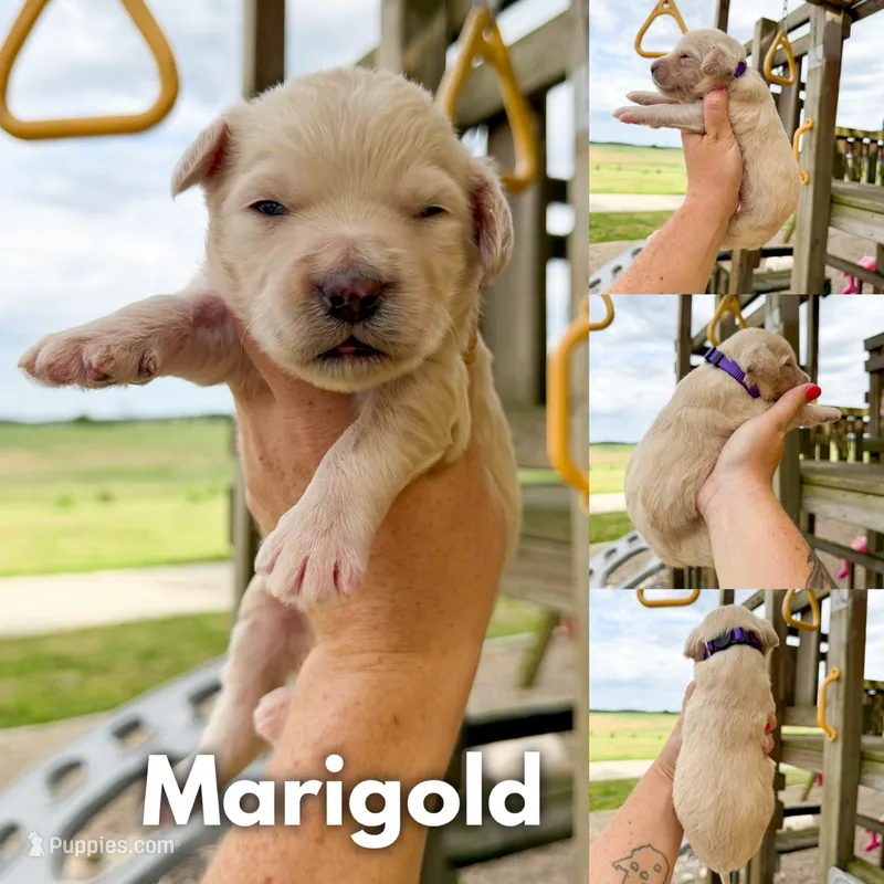 Marigold - F1b – Goldendoodle puppy for sale in Columbia City, IN
