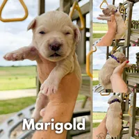 Marigold - F1b, a female Goldendoodle for sale in Columbia City, IN – 1 of 4
