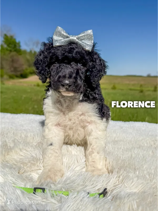 Florence - AKC – Poodle - Standard  puppy for sale in Columbia City, IN